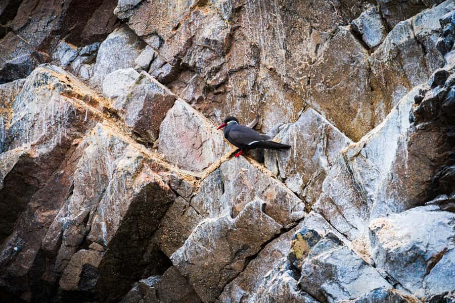 From Lima: Ballestas Islands, Huacachina, and Vineyard Tour - Who This Tour Suits Best (And Who Should Skip It)