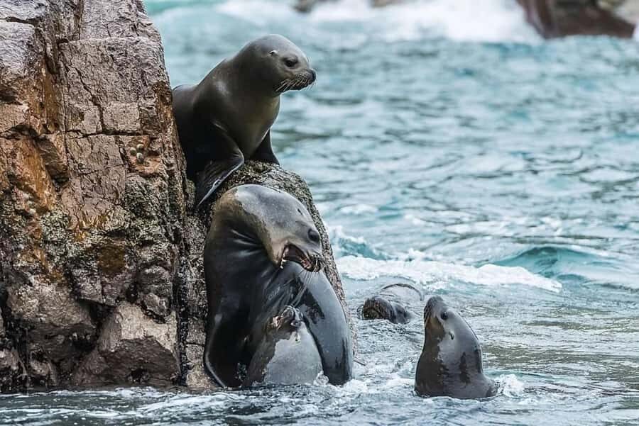 From Lima: Day trip to Paracas, Ica and Oasis Huacachina - Who should book this trip (and who should skip it)