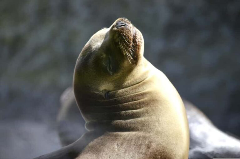 From Lima: Full Day to Paracas and Huacachina Desert Oasis - El Chaco port and the 2-hour Islas Ballestas boat ride