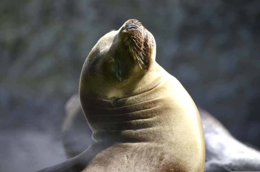 From Lima: Full Day to Paracas and Huacachina Desert Oasis - El Chaco port and the 2-hour Islas Ballestas boat ride