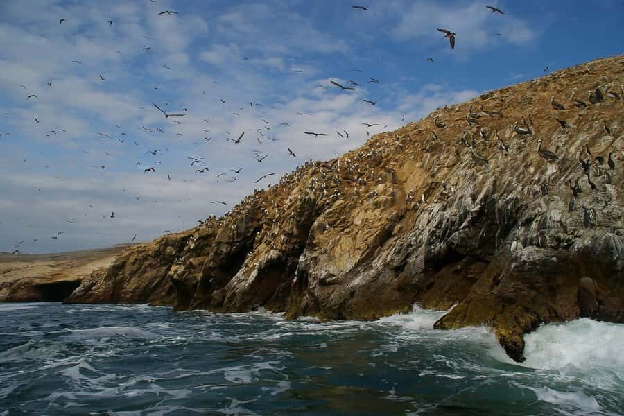 From Paracas: Ballestas Islands & Paracas National Reserve - Key Highlights at a Glance