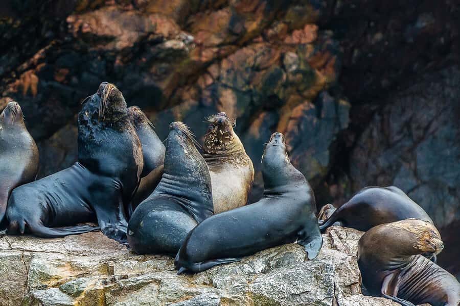 From Paracas: Ballestas Islands & Paracas National Reserve - Playa Roja and Lagunillas: Why Maroon Sand Feels Like a Planet Swap