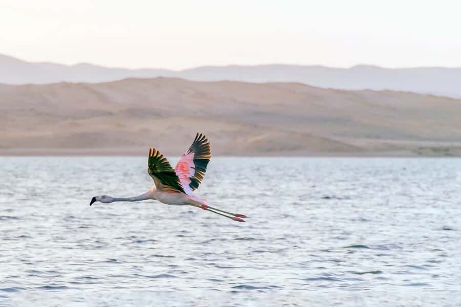 From Paracas: Ballestas Islands & Paracas National Reserve - What to Pack (and What to Skip) for a Smoother Day