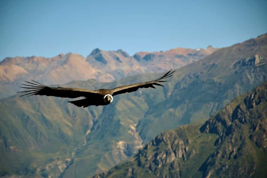 Full-Day Colca Canyon Tour from Arequipa - Pampa Cañahuas: vicuñas and the kind of quiet you can’t schedule