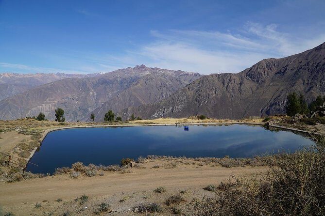 Full Day Tour / Colca Canyon - Pampa Cañahuas and the Reserve Stop: Camelids and Volcano Views for a Short Hit