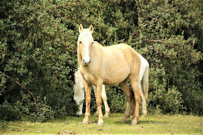 Horse Riding Chacan Mountain And Temple Of The Moon - Who should book this horseback tour—and who should think twice