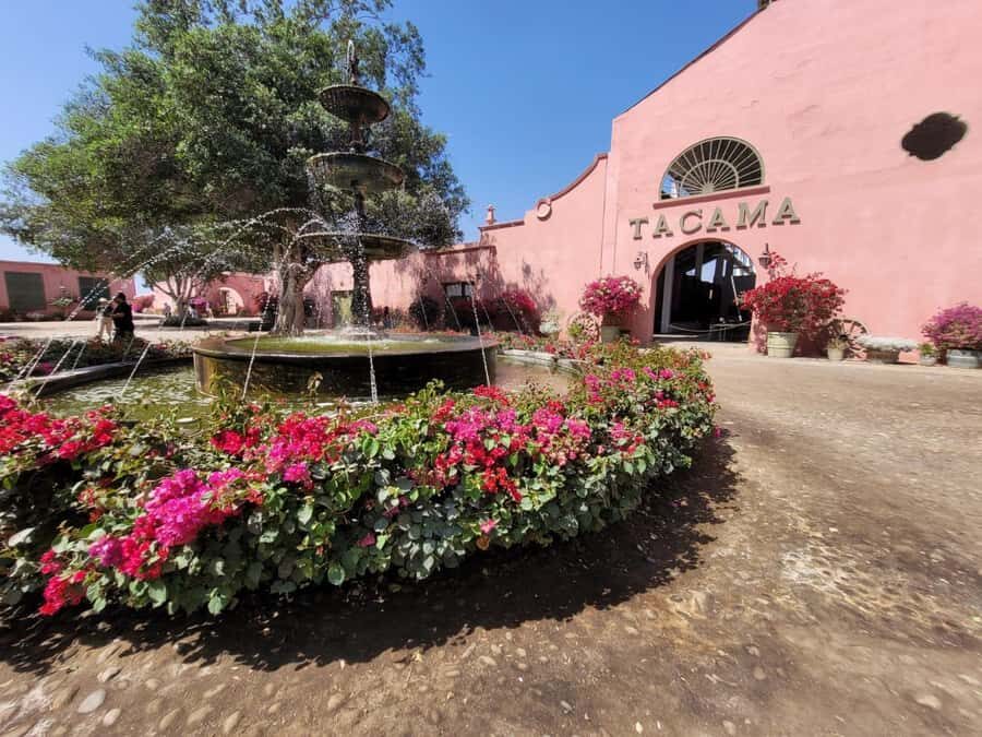 ICA: Pisco and Wine Route with tasting in 03 Wineries - Vineyard walk: grape varieties and working land