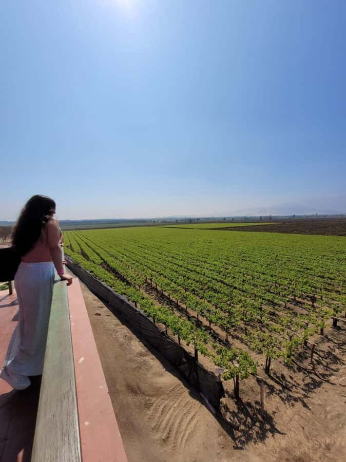 ICA: Pisco and Wine Route with tasting in 03 Wineries - Getting picked up in Ica or Huacachina (and why it matters)