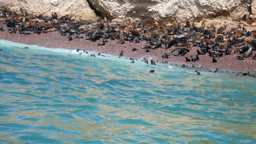 Lima: Ballestas & Huacachina Day Trip w/ Nazca Lines Flight - Timing, comfort, and what to pack for an all-day schedule