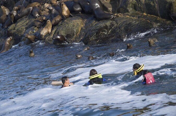 Lima: Palomino Islands Excursion & Swimming with Sea Lions with Hotel Transfers - Why Palomino Islands Work as a Lima Half-Day