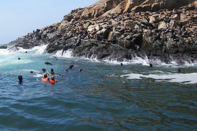 Lima: Palomino Islands Excursion & Swimming with Sea Lions with Hotel Transfers - Price and What $125 Really Buys You