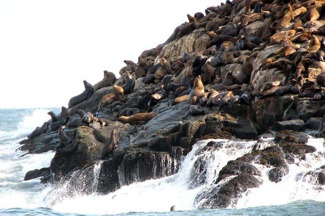 Lima: Palomino Islands Excursion & Swimming with Sea Lions with Hotel Transfers - The Islands Cruise: San Lorenzo, El Camotal, Cabinzas, Palomino
