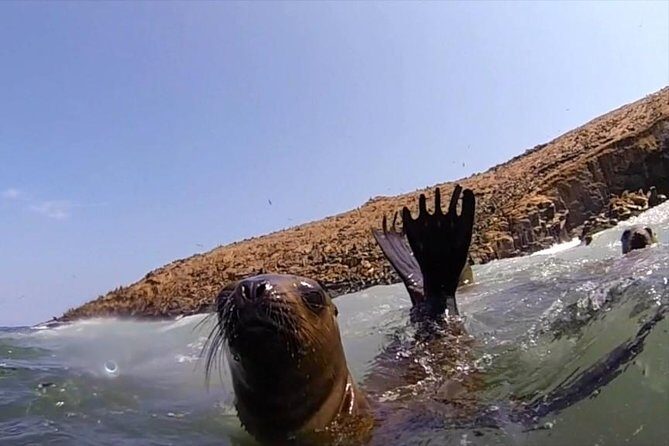 Lima: Palomino Islands Excursion & Swimming with Sea Lions with Hotel Transfers - Swimming With Sea Lions: Wetsuit, Lifejacket, and Real Expectations