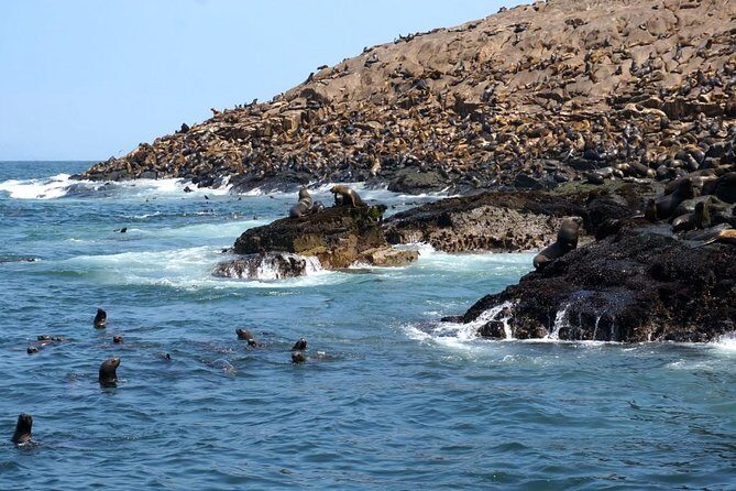 Lima: Palomino Islands Excursion & Swimming with Sea Lions with Hotel Transfers - The Open-Boat Factor: Sun, Wind, Sea Sickness, and Smell