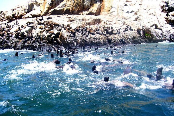Lima: Palomino Islands Excursion & Swimming with Sea Lions with Hotel Transfers - Getting to Callao Harbor on a Speedboat