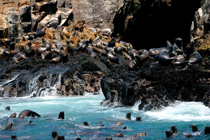 Lima Peru Sea Lions, History and Palomino Callao Islands - Key highlights at a glance