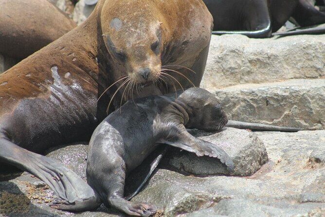 Lima Peru Sea Lions, History and Palomino Callao Islands - Boat ride reality: speed, bumpy water, and motion-sickness prep