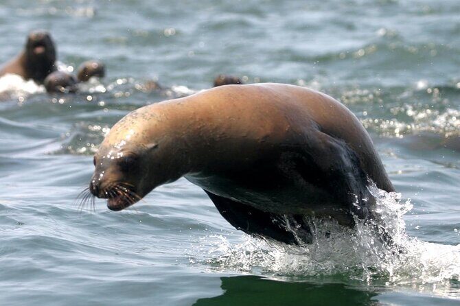 Lima Peru Sea Lions, History and Palomino Callao Islands - Should you book this Lima sea lions and Callao islands tour?