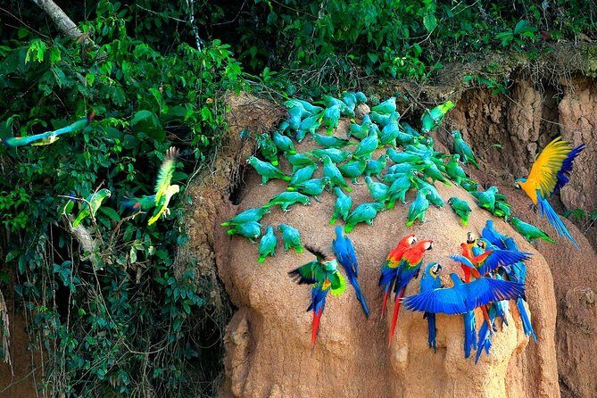 Manu National Park Tour 4days/3night - Eco-Lodge Bungalows and Meals: Comfort, Food, and the Real Value of Included Stuff