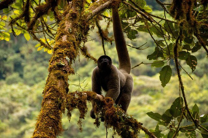 Manu National Park Tour 4days/3night - Price and Logistics: Is $470 Good Value for 4 Days?