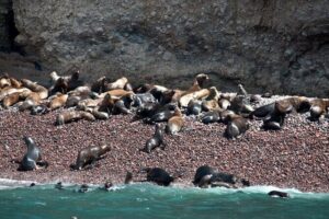 Nazca Lines & Ballestas Islands Private Tour Bus&Flight from Lima - Ballestas Islands Early in the Morning: Penguins, Sea Lions, and Wind