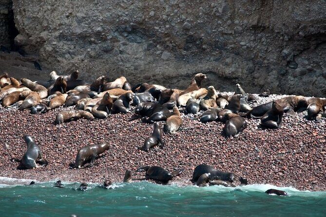 Nazca Lines & Ballestas Islands Private Tour Bus&Flight from Lima - Ballestas Islands Early in the Morning: Penguins, Sea Lions, and Wind