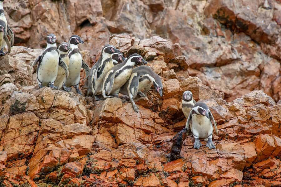 Paracas: Ballestas Islands Morning Boat Tour - From Muelle El Chaco: how the morning starts