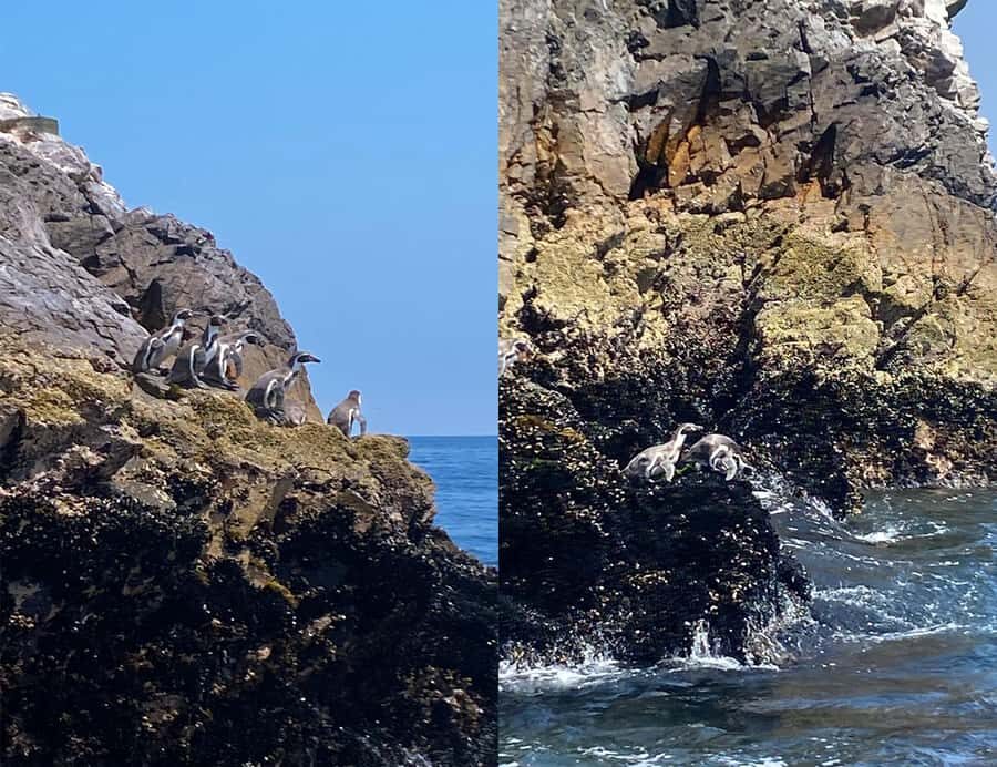 Paracas: Ballestas Islands Morning Boat Tour - Should you book? My take on the decision
