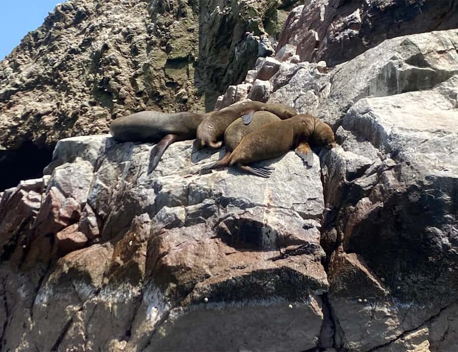 Paracas: Ballestas Islands Morning Boat Tour - Meeting point and getting oriented without losing time