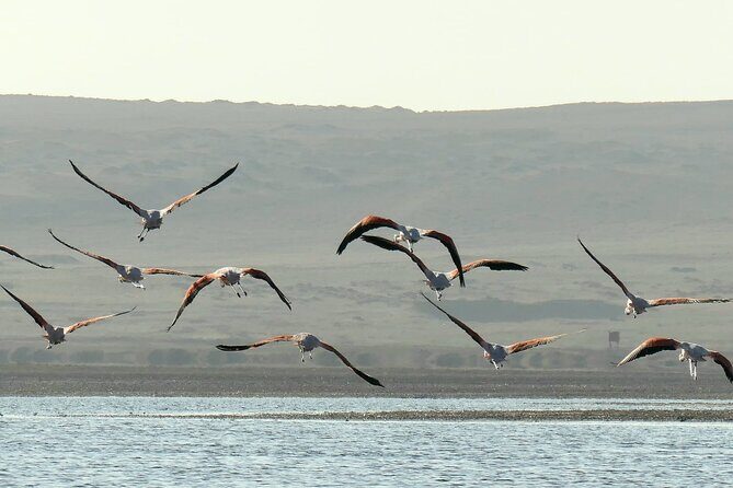 Premium Trekking Golden Shades - Stop 6: Return to Paracas around 19h