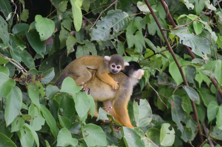 Puerto Maldonado: 4-Day Tambopata Rainforest Tour - Key highlights worth putting on your radar