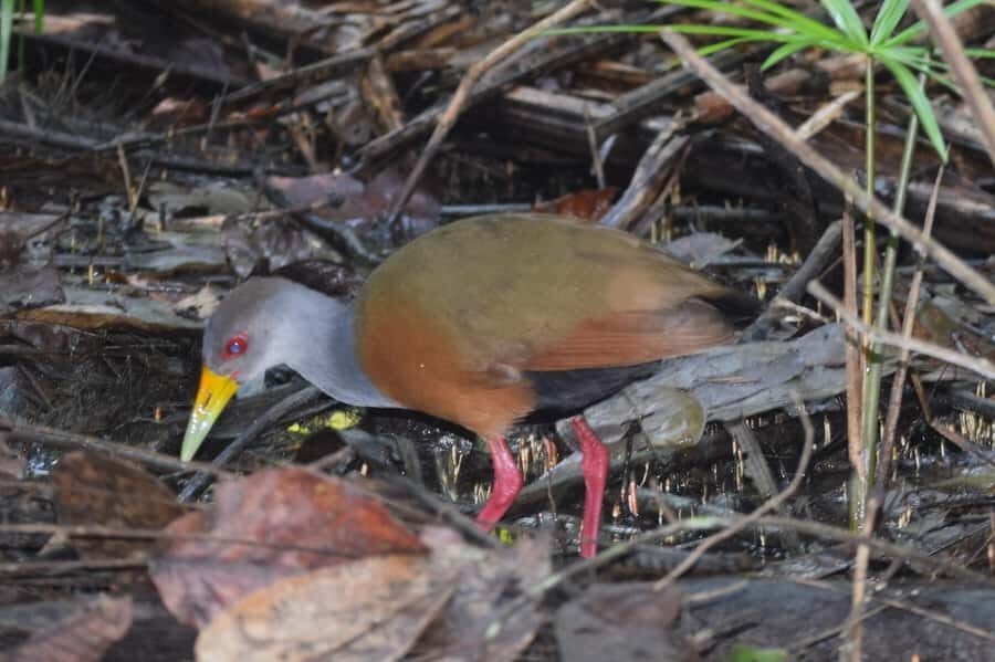 Puerto Maldonado: 4-Day Tambopata Rainforest Tour - Guides make the difference: Sergio, Mirko, Charlie, and how they spot wildlife