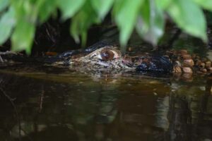 Puerto Maldonado: 4-Day Tambopata Rainforest Tour - Price and value: why $424 for 4 days can make sense