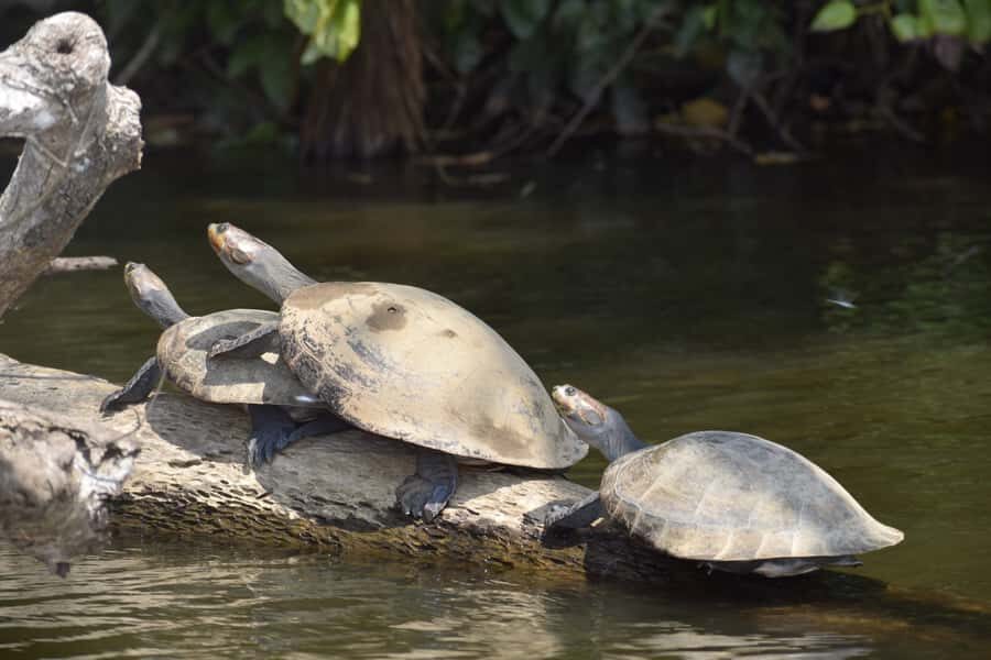 Puerto Maldonado: 4-Day Tambopata Rainforest Tour - Getting in sync: pickup, check-in, and the jungle-house rhythm