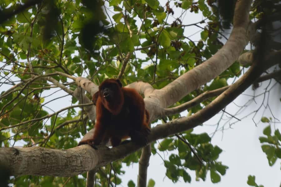 Puerto Maldonado: 4-Day Tambopata Rainforest Tour - Accommodation in the jungle house: comfort level, real expectations