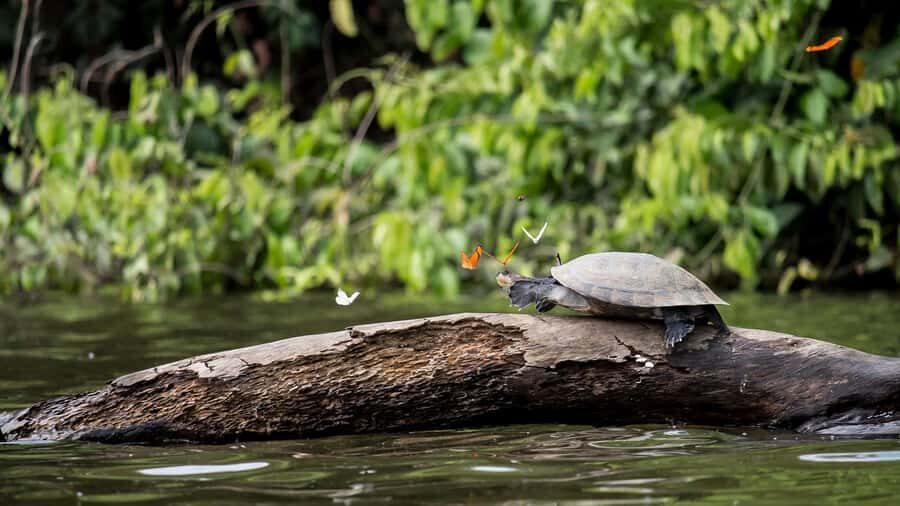 Tambopata Peruvian Amazon Jungle for Three Days/Two Nights - Key Points I Think You Should Know