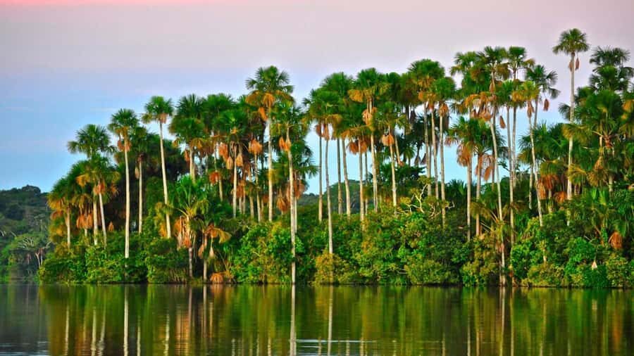 Tambopata Peruvian Amazon Jungle for Three Days/Two Nights - Entering Tambopata With the Right Expectations