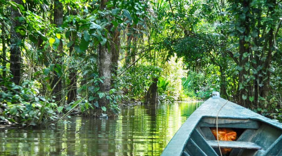 Tambopata Peruvian Amazon Jungle for Three Days/Two Nights - Birding by Rowboat: Learning the Jungle’s Neighbors