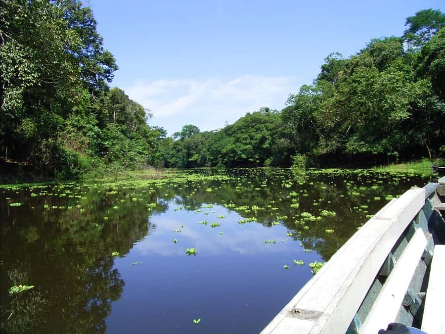Tambopata Peruvian Amazon Jungle for Three Days/Two Nights - Clay Lick Morning: Parrots and Parakeets at Close Range