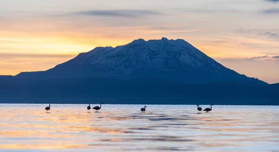 Tour to the Salinas Lagoon and National Reserve in Arequipa - Camelid and Bird Reserve: Your Wildlife Stop Beyond the Photos
