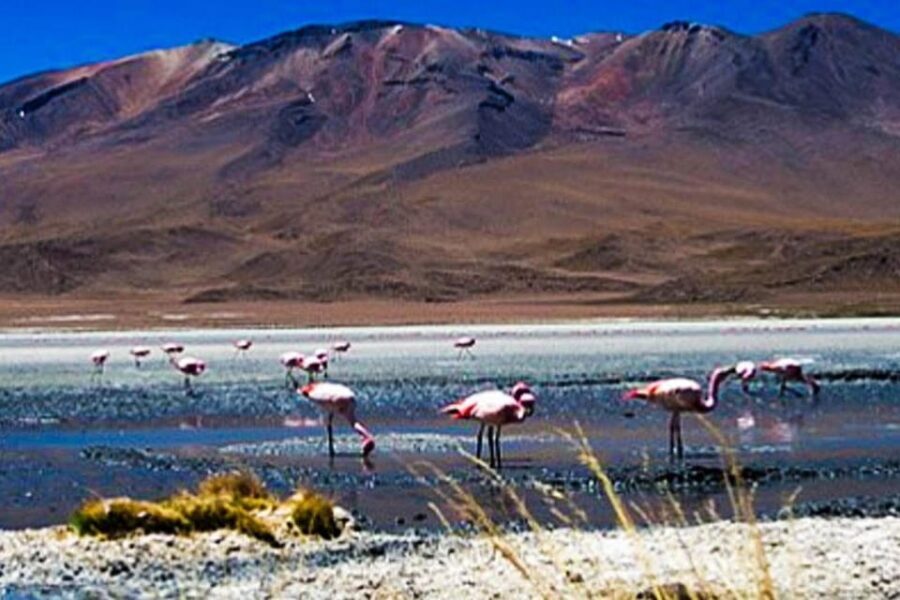 Tour to the Salinas Lagoon and National Reserve in Arequipa - Optional Mini Thermal Wells, ATV Extras, and Practical On-Site Choices