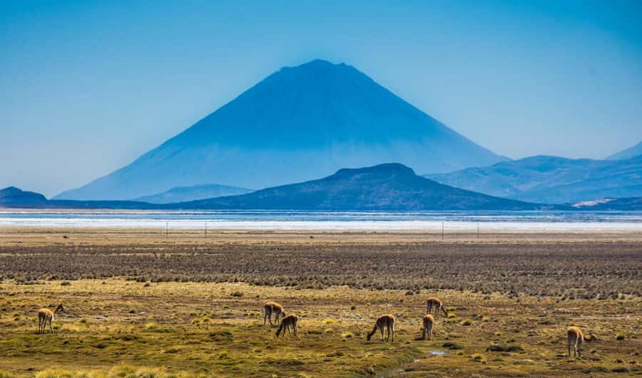 Tour to the Salinas Lagoon and National Reserve in Arequipa - Guides, Timing, and Why the Whole Day Feels Worth It