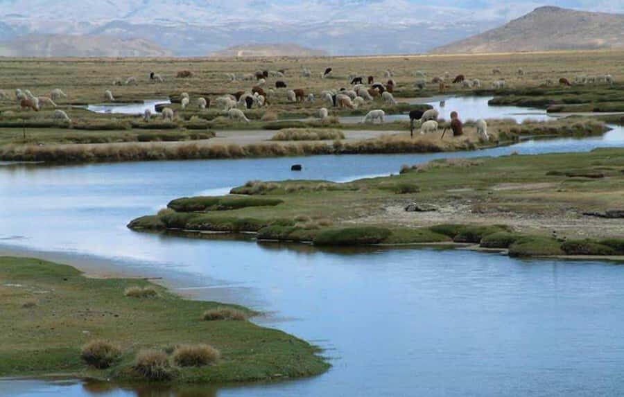 Tour to the Salinas Lagoon and National Reserve in Arequipa - Should You Book This Salinas Lagoon and National Reserve Tour?